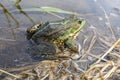 Lake frog , marsh frog, edible frog in the pond. The green frog is in the water Royalty Free Stock Photo