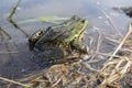 Lake frog , marsh frog , edible frog in the pond. The green frog in the water. Royalty Free Stock Photo