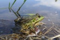 Lake frog, marsh frog, edible frog in the pond. The green frog in the water. Royalty Free Stock Photo