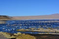 Lake full of birds in Eduardo Alvaroa Natonal Park, Bolivia