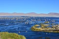 Lake full of birds in Eduardo Alvaroa Natonal Park, Bolivia