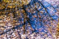 Lake full of dry leaves with reflections of trees