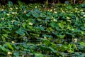 A Lake Full of Yellow Lotus, Water Hyacinth, Reeds, and Other Water Plants