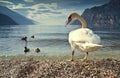 Lake Garda birds