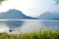 Lake Garlate near Lecco with white swan swimming in forefront.