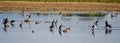 Lake, grebes, coots, ducks, birds on food, autumn, bird migrations, panorama of jeyera, ponds, ponds