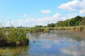 Lake with green algae and duckweed on water surface Royalty Free Stock Photo