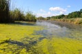 Lake with green algae and duckweed on water surface Royalty Free Stock Photo