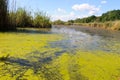 Lake with green algae and duckweed on water surface Royalty Free Stock Photo