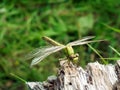 Lake green dragonfly sitting on tree stump Royalty Free Stock Photo