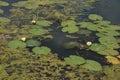 lake, green water lilies with leaves, algae and duckweed bloom and grow in summer Royalty Free Stock Photo