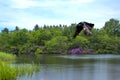 Lake in green and purple and flying wild raven - Virginia Waters Lake