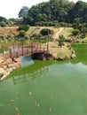Lake with greenish waters and carp in a Japanese park that also contains an arched bridge to cross the lake and paths to walk Royalty Free Stock Photo