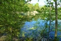 A lake with growing algae seen through tree branches