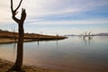 Lake Hume dead trees Royalty Free Stock Photo