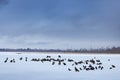 Lake ice with birds, ravens and eagles, Forest and storm clouds on the sky in the backgrond. Winter wildlife with snow, Nemuro, Royalty Free Stock Photo