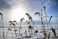 Lake in ice