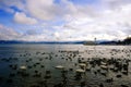 Lake Inawashiro fulls of swan and wild ducks