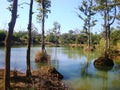 Lake in a Indian Forest Royalty Free Stock Photo