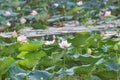 Lake and Indian lotus sacred lotus flowers Royalty Free Stock Photo