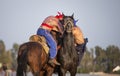 Nomad men wrestling on horseback Royalty Free Stock Photo