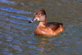 Female Ring-neck Duck I