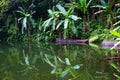 Lake in the jungle, Philippines