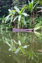 Lake in the jungle, Philippines