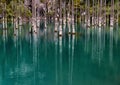 Lake Kaindy in the Kazakhstan