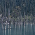 Lake Kaindy. Dead trees over the lake. Against the backdrop of fir trees.
