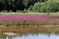 The lake Kammerweiher in Frankonia in Germany