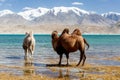 Two camels grazing and drinking water at Lake Karakul Royalty Free Stock Photo