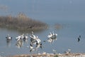 Lake Karla , Greece , wild flora and fauna