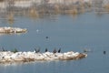 Lake Karla , Greece , wild flora and fauna