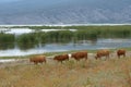 Greece , Volos city , Lake Karla ,environment