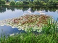 Lake in Kazka City Park in Sumy, Ukraine Royalty Free Stock Photo