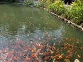 The Lake of Koi