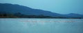 Lake Korission is a very important ecosystem of Corfu, where many migratory birds like pink flamingos stop