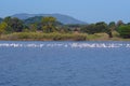 Lake Korission is a very important ecosystem of Corfu, where many migratory birds like pink flamingos stop