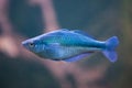 Lake Kutubu rainbowfish Melanotaenia lacustris Royalty Free Stock Photo