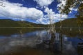 lake landscape with decayed tree