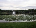 Lake Lily in the Morning in Maitland, Florida Royalty Free Stock Photo