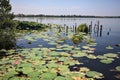 Lake and lily pads by the shore on a sunny day in the italian countryside Royalty Free Stock Photo