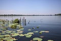 Lake and lily pads by the shore on a sunny day in the italian countryside Royalty Free Stock Photo