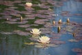 Lake with a lot of pale yellow water lily flowers,   buds  and with violet round leaves Royalty Free Stock Photo