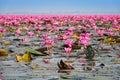 Lake With Lotos Flowers