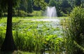 Lake with lotus and artesian fountain