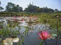 Lake of Lotus flower Close-up photo on the tea plantation background at Sreemangal tea garden, Bangladesh. The beauty of Bangla. Royalty Free Stock Photo