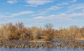 Lake Loveland landscape with Canadian geese resting on the icy lake