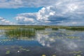 Lake, brooks, ponds, reeds, white water lilies with reflections Royalty Free Stock Photo